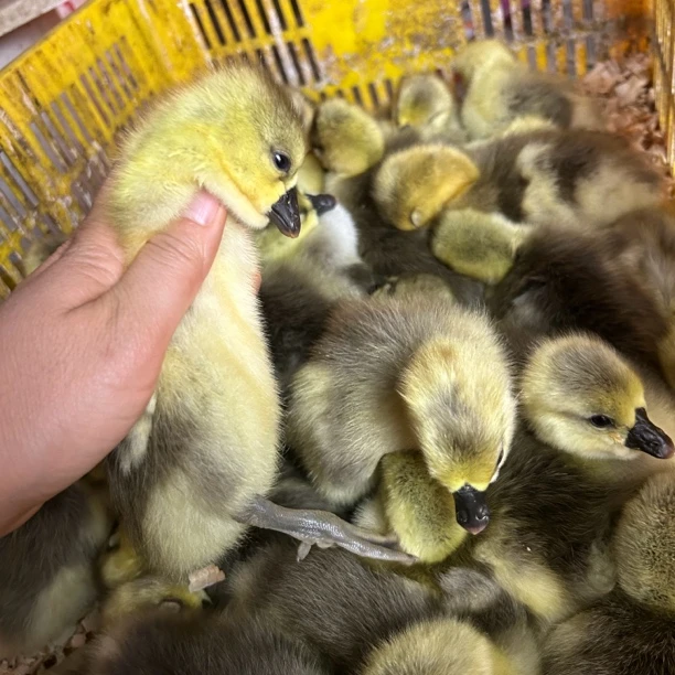 狮头鹅肉质好 狮头鹅出壳一日龄 大大狮头鹅 纯种狮头鹅 口感美味