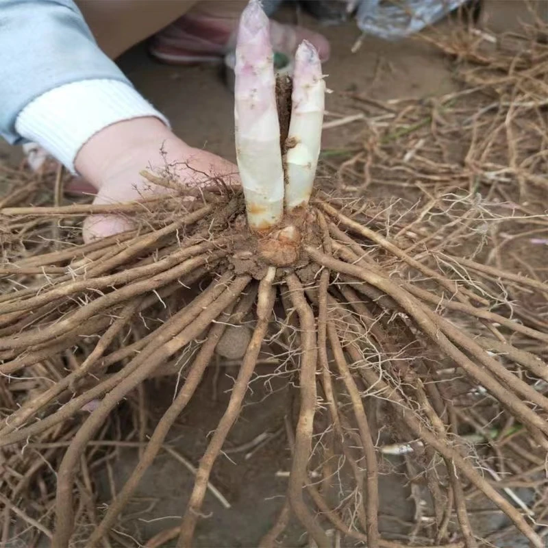 芦笋苗蔬菜根芦笋根多年生蔬菜种高产四季种植阳台院陆地芦笋根苗