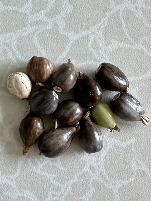 儿时记忆野生草珠草菩提打碗子五谷火珠佛珠少林尿珠子溪珠亭姑子