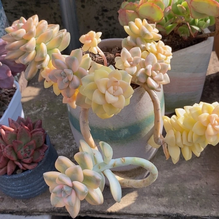 美杏锦整装无砍多肉