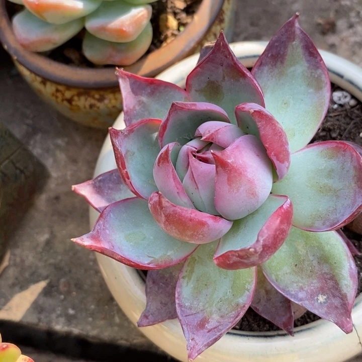 惊鸿单头多肉拉丝锦