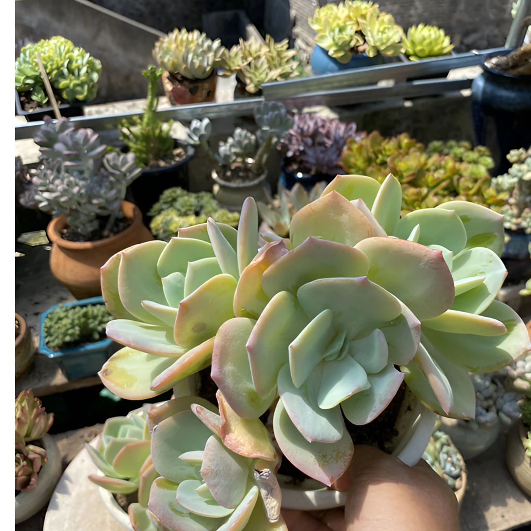 白凤老桩多肉植物，非常皮实好养