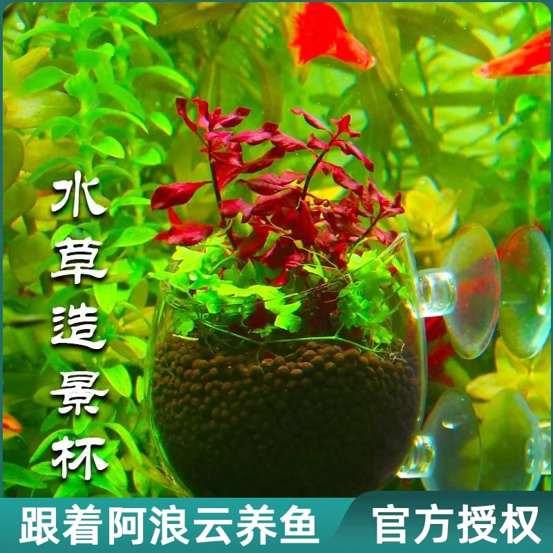 鱼缸水草杯草缸造景盆玻璃种植定植杯固定吸盘培育装饰迷你摆件