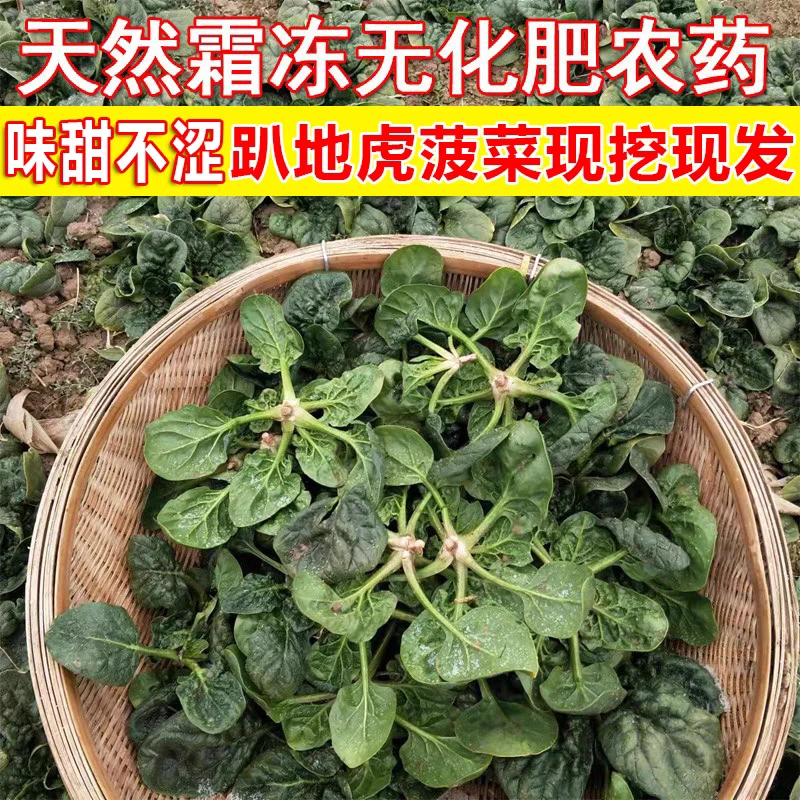 北方露天霜打矮秆小菠菜新鲜现挖现发绿色蔬菜
