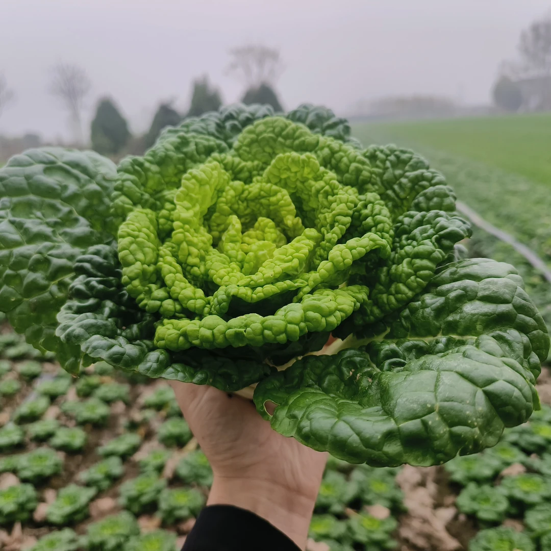 河南露天黄心菜火锅涮菜菜新鲜蔬菜当季蔬菜净重5斤
