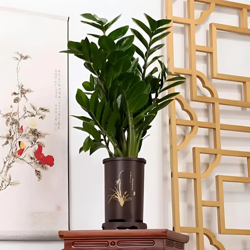 大钱串子四季金钱树+配仿紫砂盆+底托+金钱树+拉花绑带50-60高度