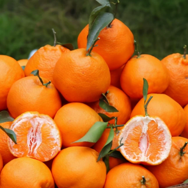 【四川春见耙耙柑】高山油枯种植（净含量4斤/5斤/8斤）无高科技