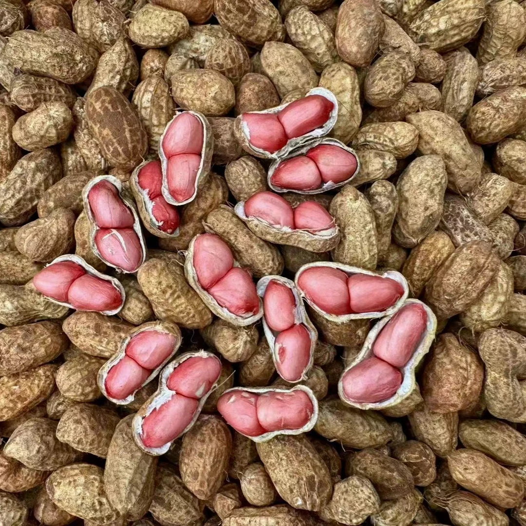 【春桃专属】四川自贡五宝2025新鲜沙地湿红花生