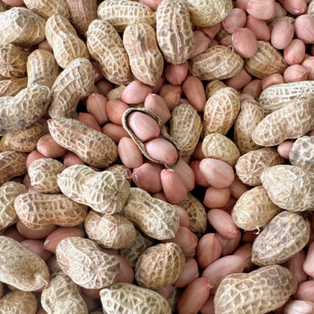 【自贡五宝镇】2024新干花生（细腻化渣香脆带回甜）净重3斤/5斤/8斤