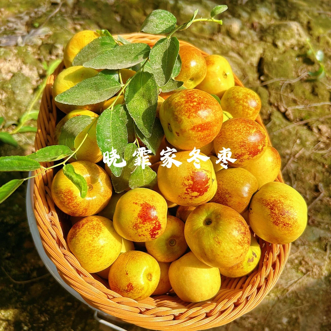 山东沾化冬枣新鲜水果5斤现摘现发整箱脆甜A果（包邮）