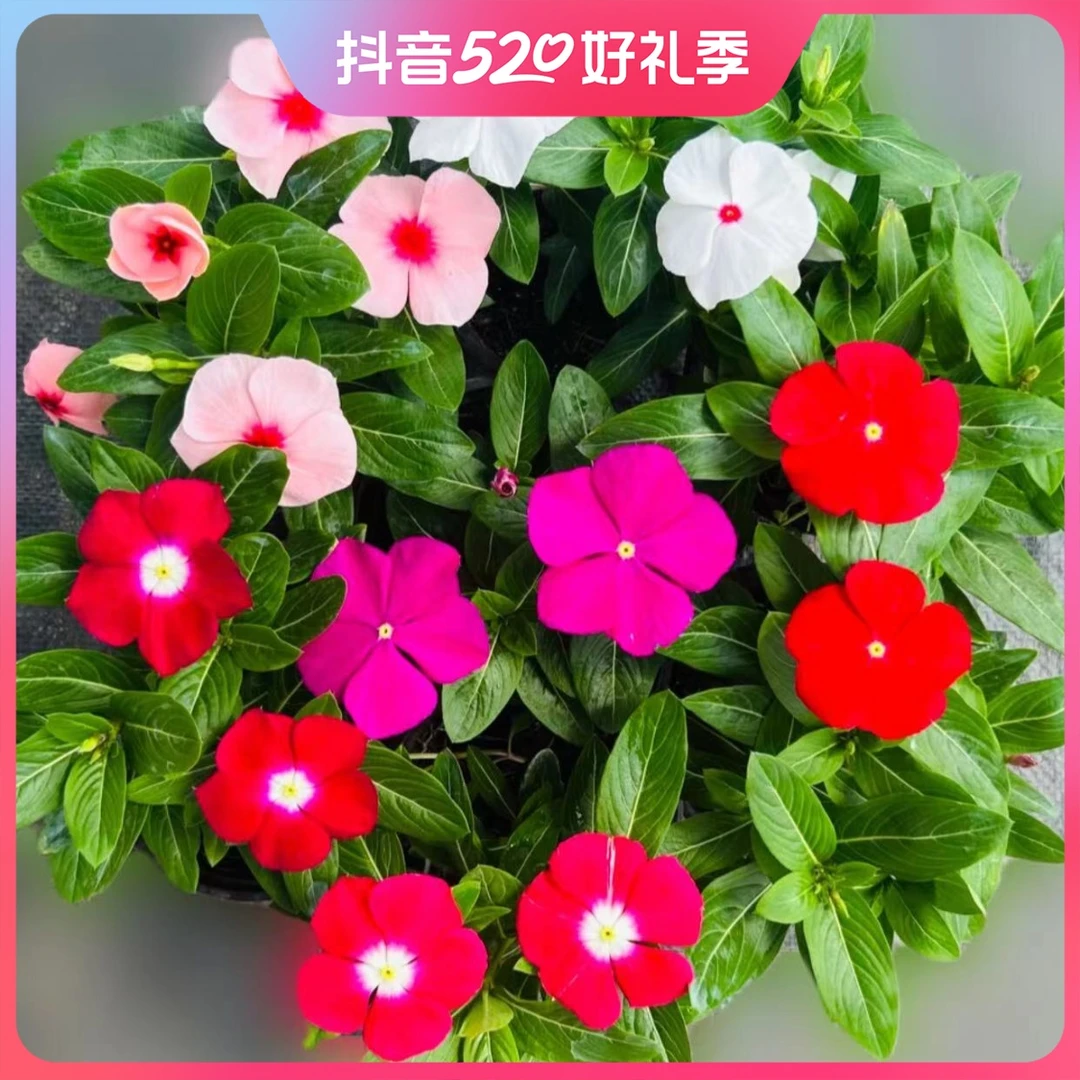 天天开盆栽四季常春花五瓣梅【140#原盆一盆三色】养护田园鲜艳开花
