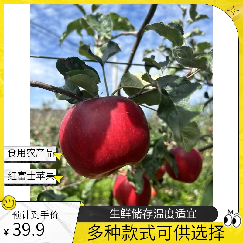 四川大凉山盐源苹果.新鲜现摘.脆甜.发货自然好吃苹果冰糖心原产