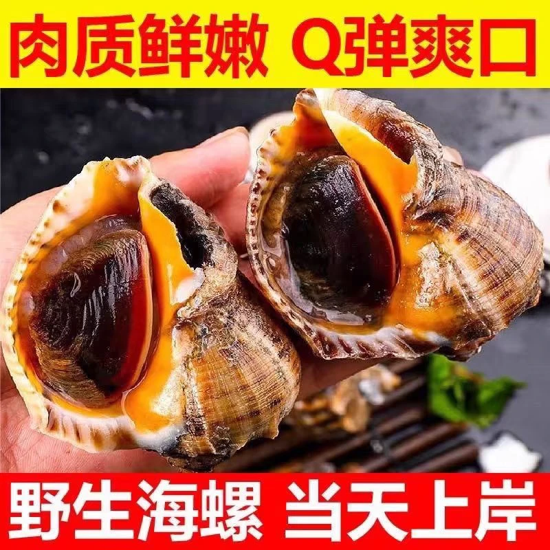 鲜活大海螺原产地发货3/5斤冷链包邮到家