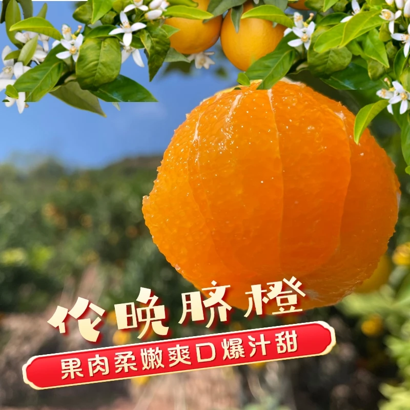 新鲜采摘湖北秭归薄皮冰糖橙春橙伦晚帝王橙香甜爆汁正品榴莲季