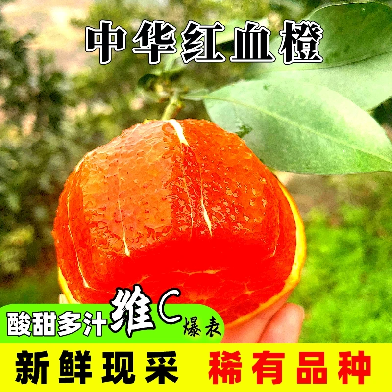 【全福品推荐】湖北三峡秭归江边中华红血橙净重5斤9斤新鲜包邮到家