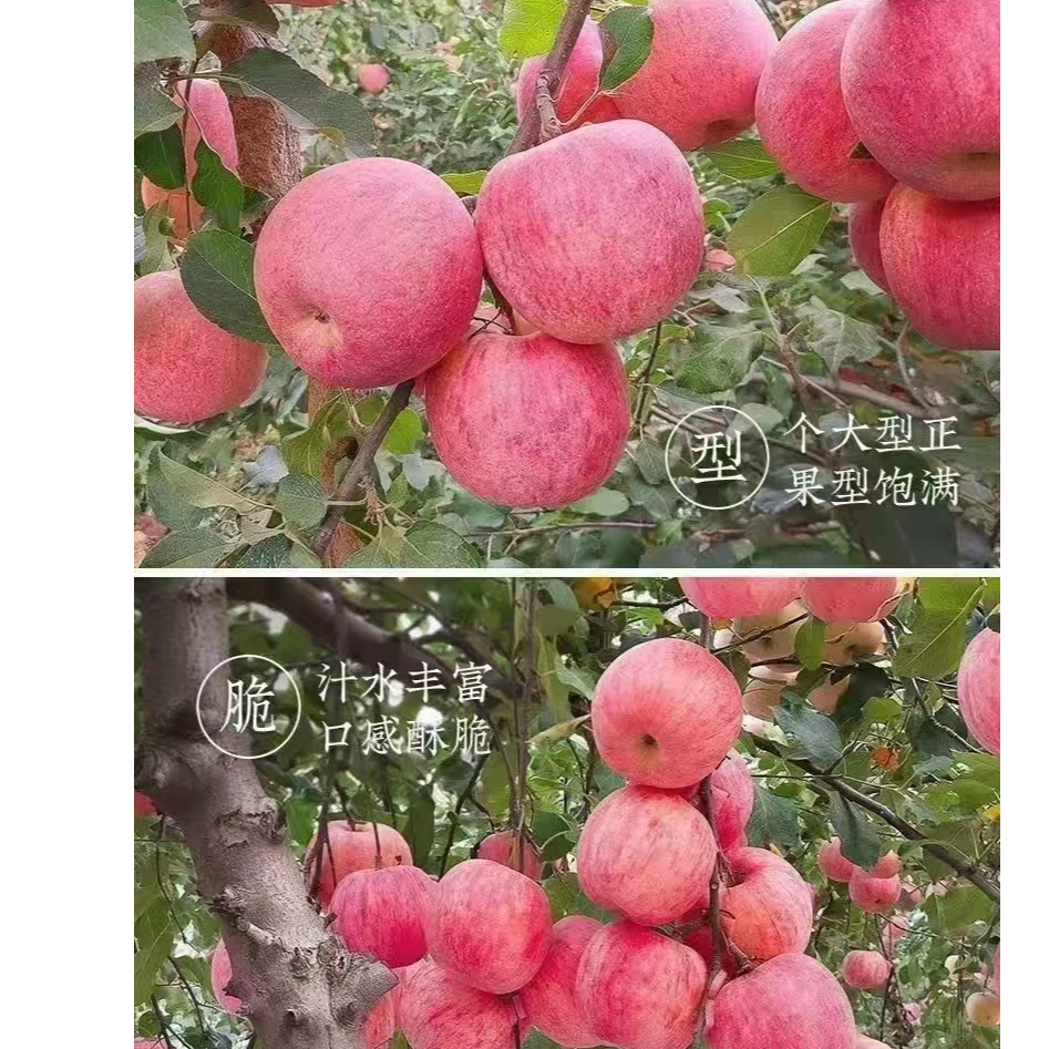 【箱装】栖霞苹果净重11斤左右/箱