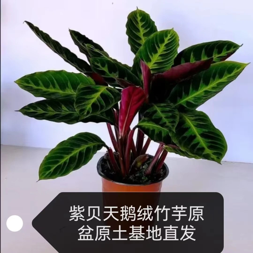 紫背天鹅绒竹芋绿植美观前台不喜欢阳光室内绿植室内上等吊兰