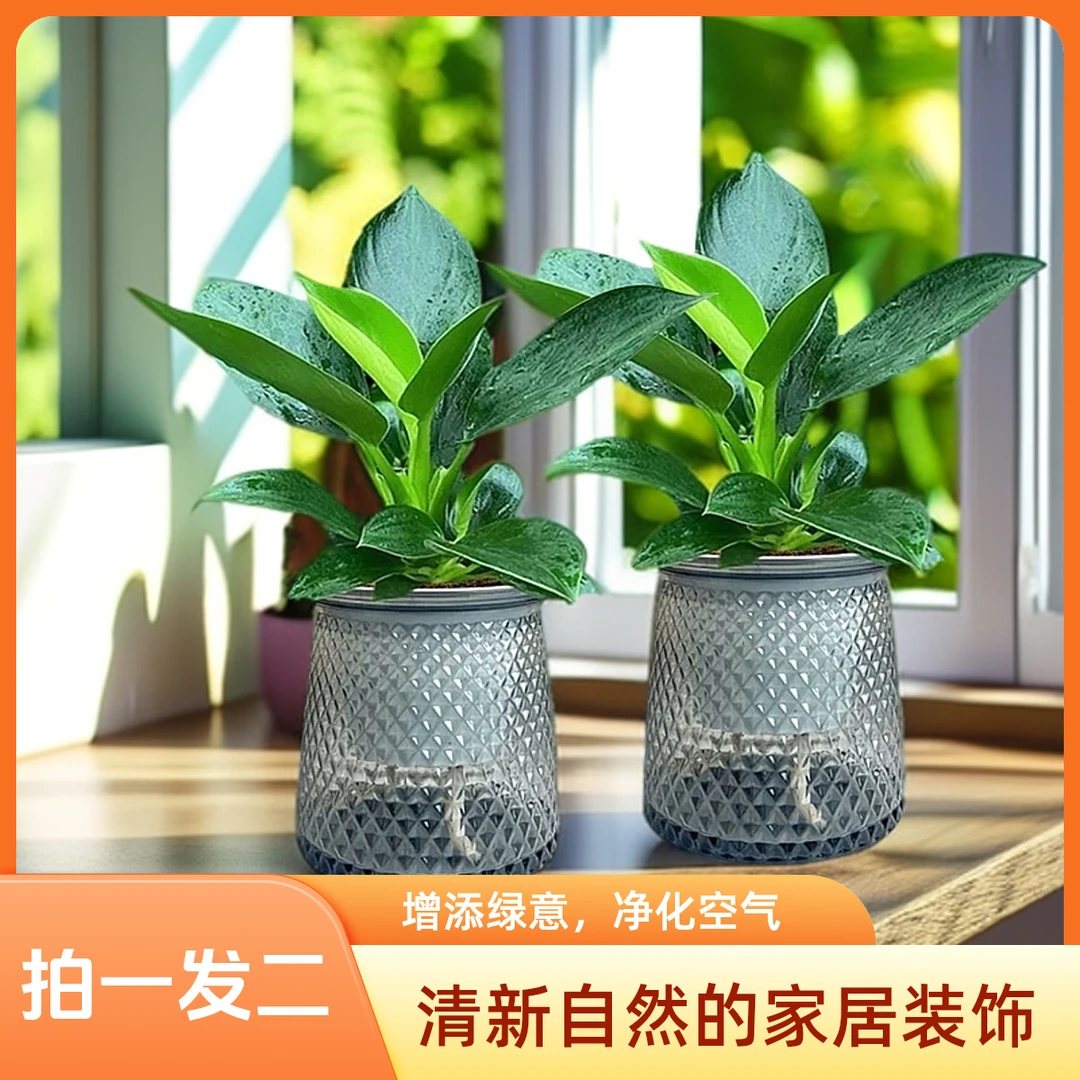 【买一盆送一盆】大叶金钻绿公主室内绿植盆栽办公室四季常青水培