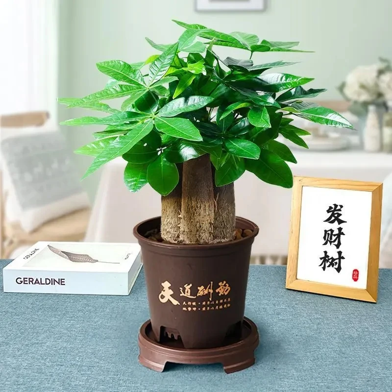 三杆发财树天道酬勤古风花盆室内耐旱绿植办公客厅桌面好养绿植