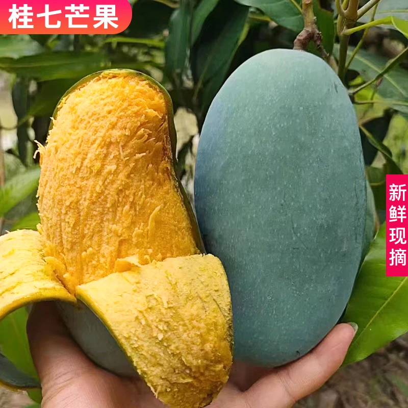 【礼盒装】广西百色桂七芒果新鲜当季青皮香甜心芒热带大芒果整箱