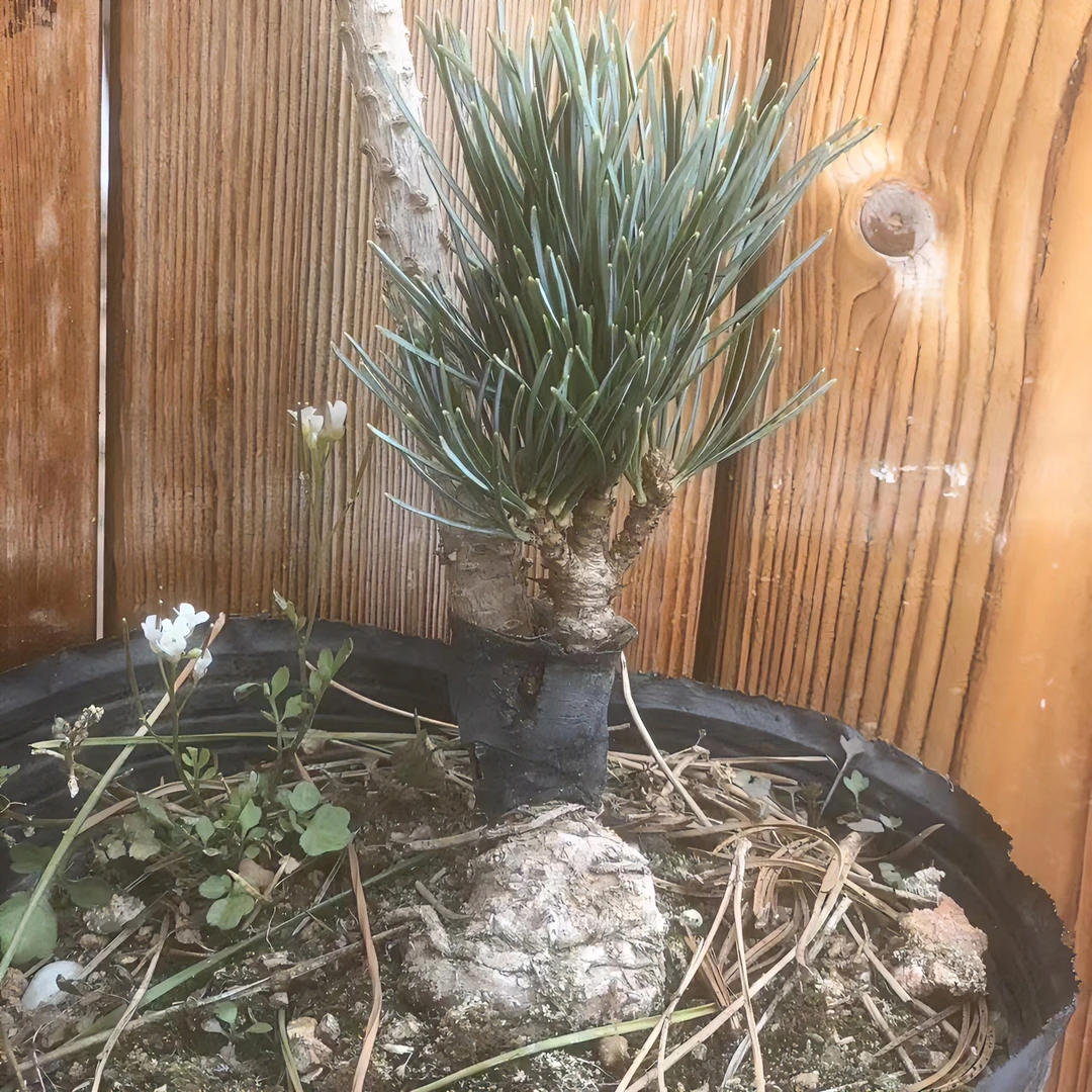 五针松  宫岛大阪  （嫁接一年）观赏