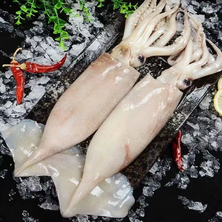 连云港发货 深海大鱿鱼 新鲜海捕大鱿鱼 速冻锁鲜5斤/10斤