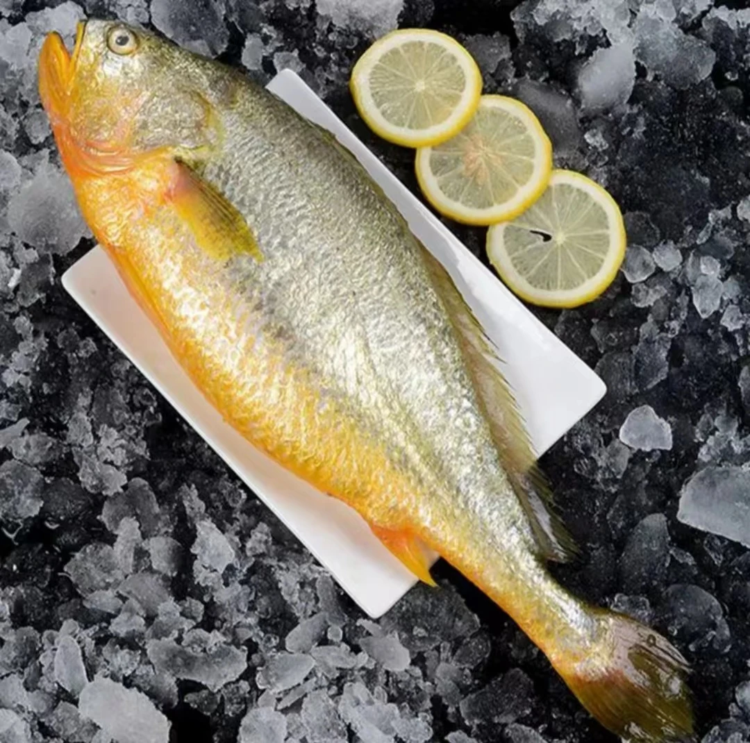 新鲜特大号黄鱼黄花鱼鲜活速冻深海大黄鱼冰鲜海鲜水产商用批发