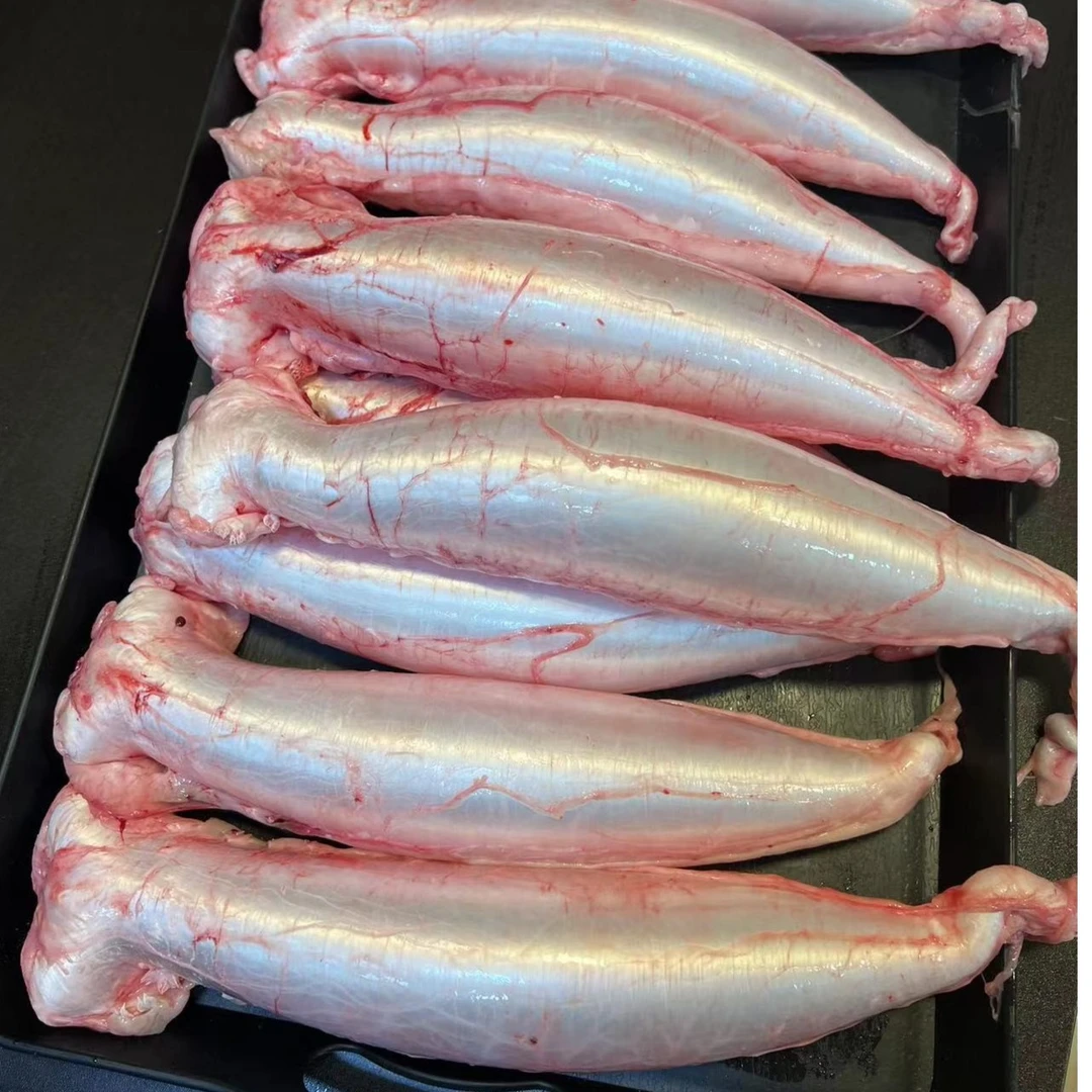 广东南澳本港新鲜赤嘴鳘鱼胶鱼鳔赤嘴筒公胶母胶帮洗帮晒