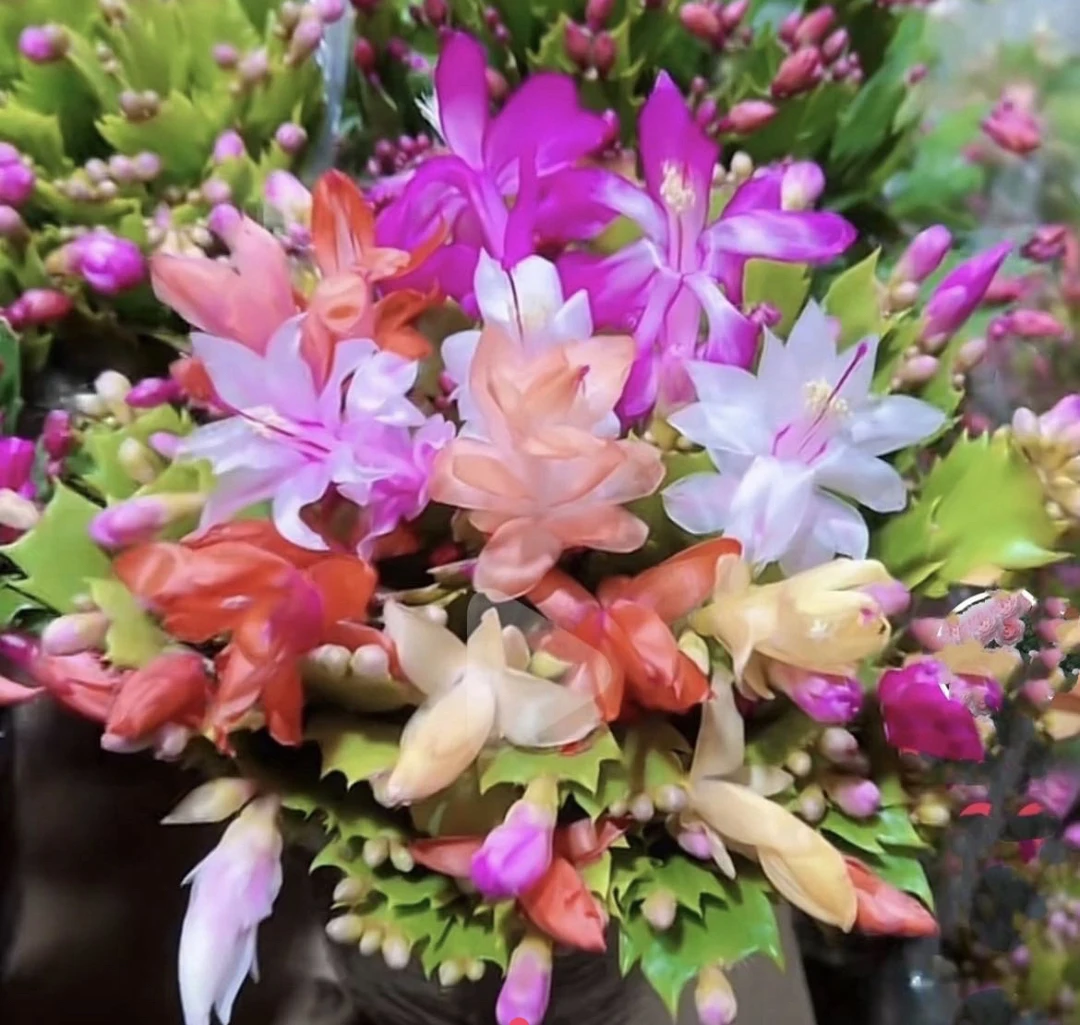 5色蟹爪兰盆栽花卉多色带花苞原盆原土发货