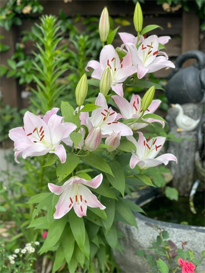 【海拉克斯】百合鲜花云南发直批昆明基地水养新鲜插花