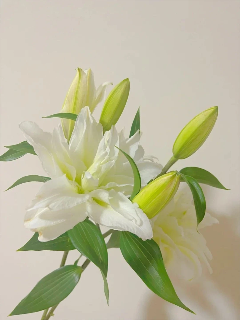 A【滑雪板】中小花苞重瓣百合 清香 10%不售后