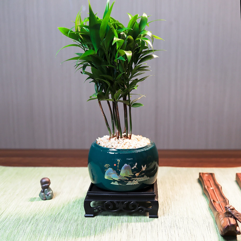 竹柏盆栽驱蚊草植物室内花四季常青树客厅办公室桌面绿植净化空气