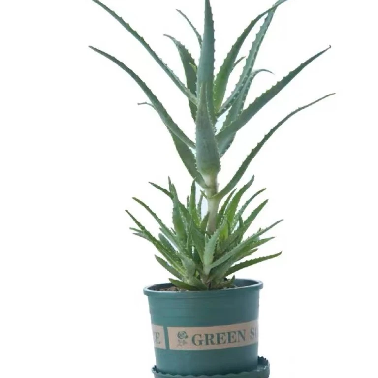 木立芦荟盆栽龙爪菊芦荟苗小苗可食用适合庭院阳台养好养晒太阳