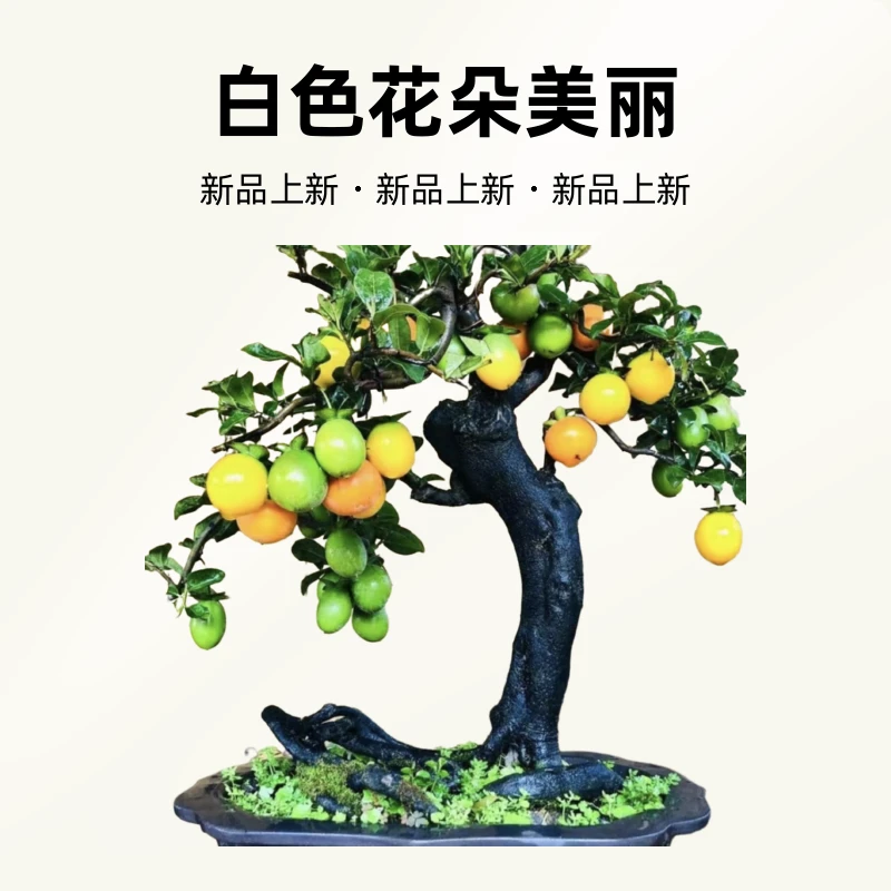 金弹子盆景（瓶兰花）可观花观果观杆观根观叶。