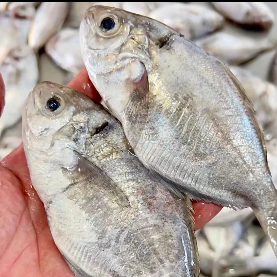 东海海捕野生肉昌四斤