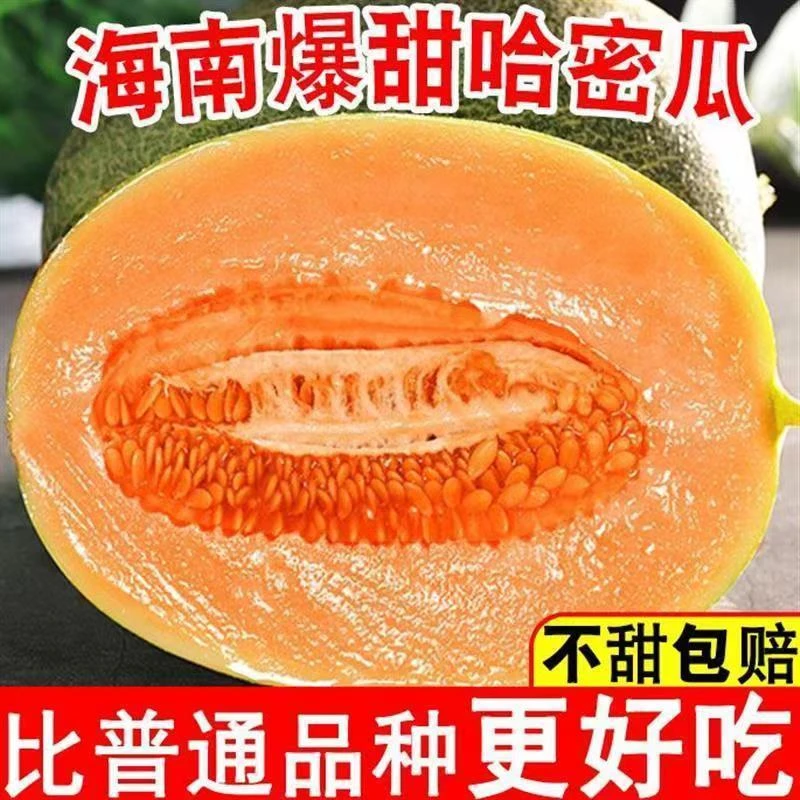 【爆甜】哈密瓜新鲜现摘水果脆甜海南西州密1-9斤装爆甜