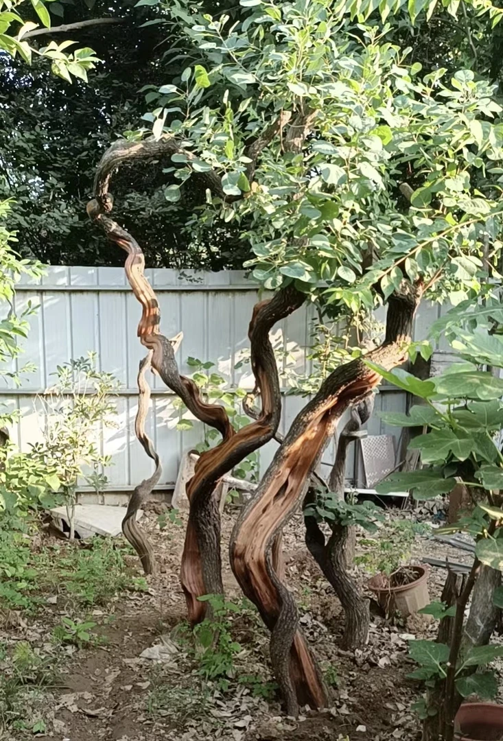 精品大型造型盆栽