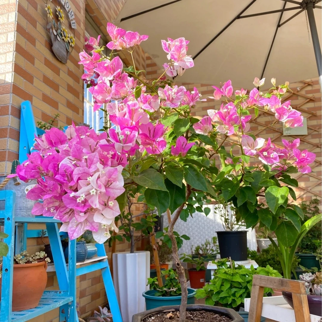 漳红樱三角梅阳台庭院走廊栽培冬季粉色美观春季红色白色