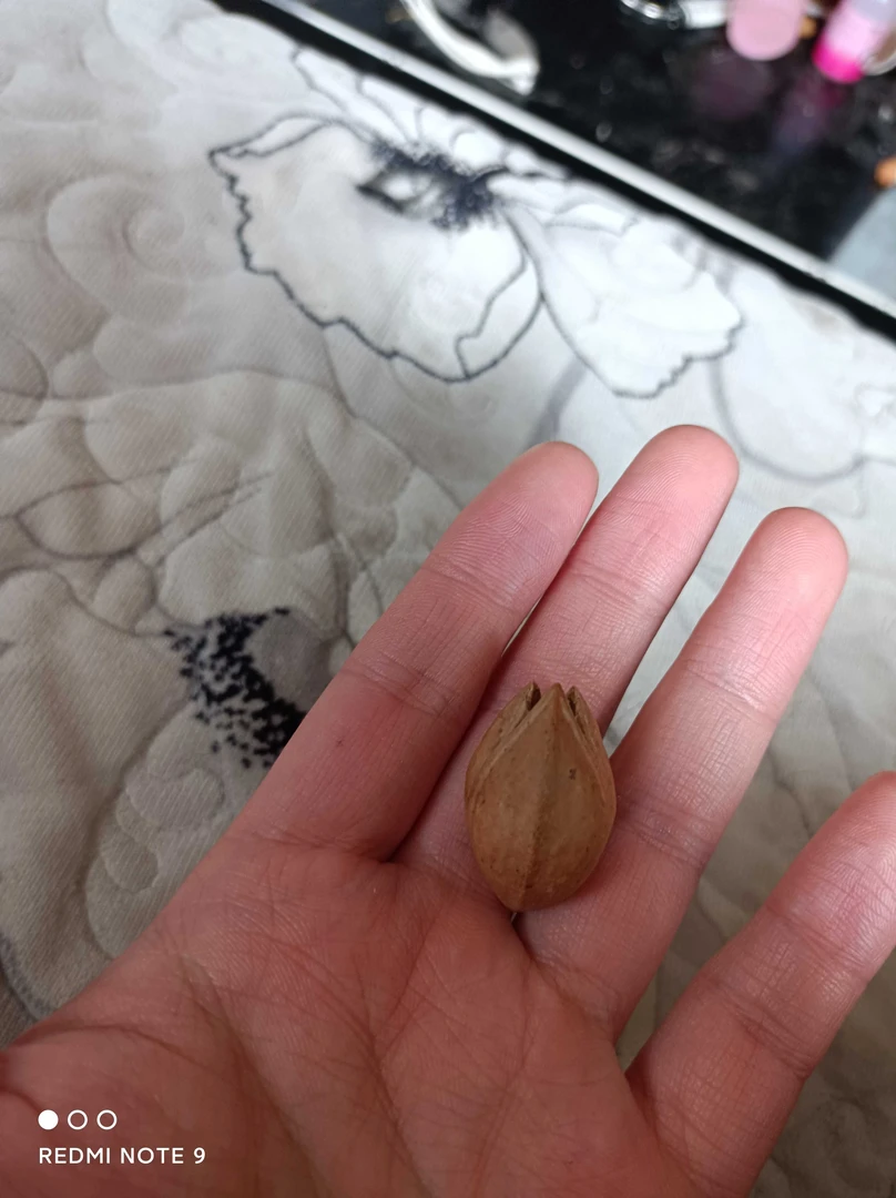 橄榄核雕刻手串运费