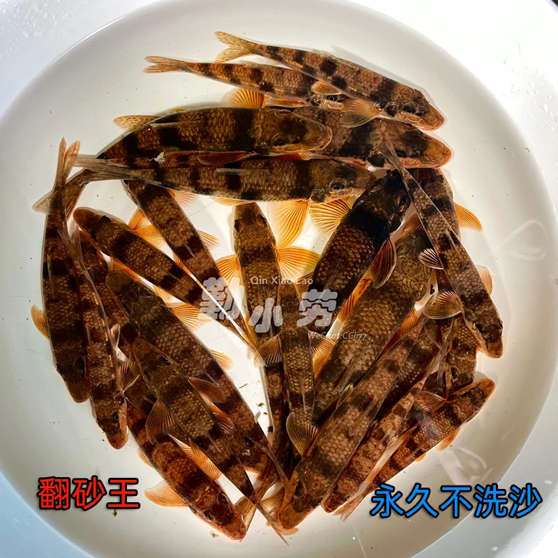 蛇鮈似鮈原生鱼冷水鱼工具清洁清理底沙翻沙吃残渣鱼屎垃圾免洗砂