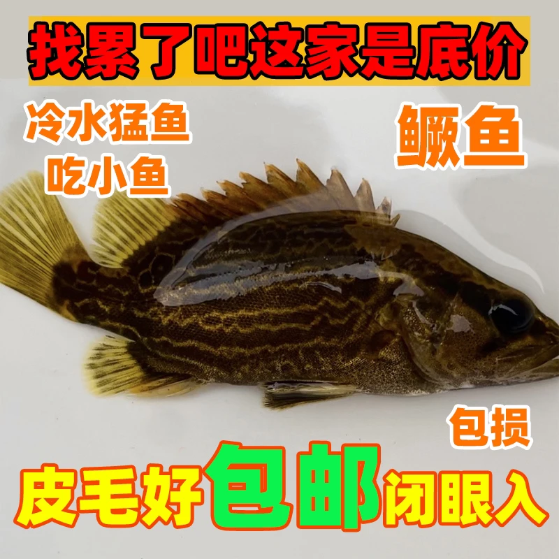 长体鳜波纹鳜斑鳜红暗鳜大眼鳜鱼原生观赏鱼溪流食肉鱼虎鱼吃小鱼