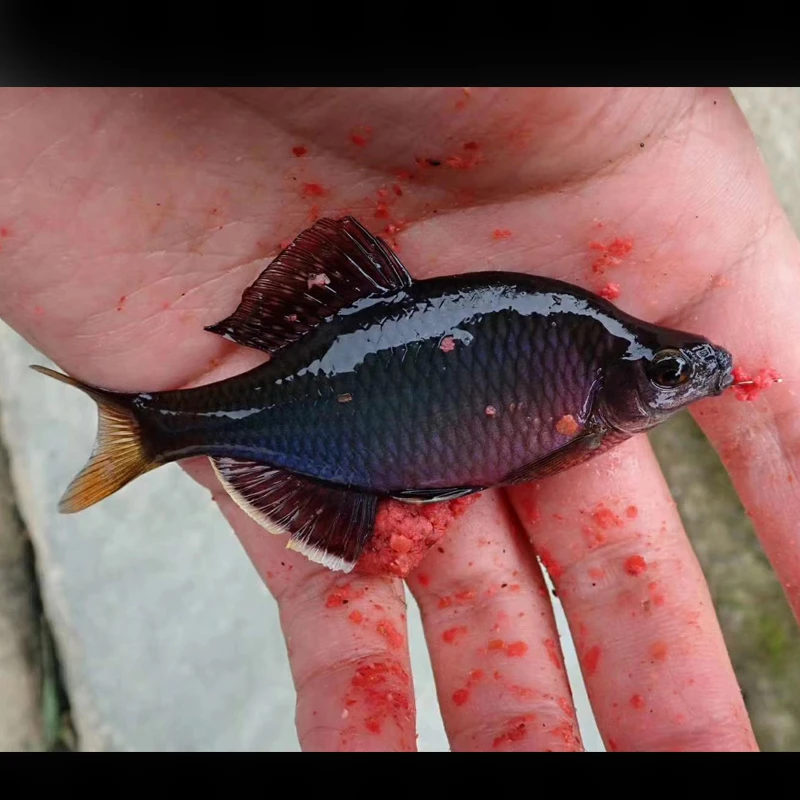 黑须鱊冷水鱼原生鱼观赏鱼鳑鲏鱼溪流鱼稀有除藻绿不加温紫须江西