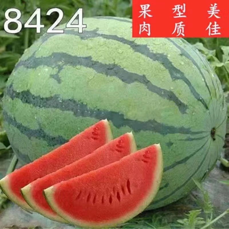 春季西瓜苗嫁接8424冰糖麒麟瓜黑美人黄壤盆栽西瓜南北方种植大苗