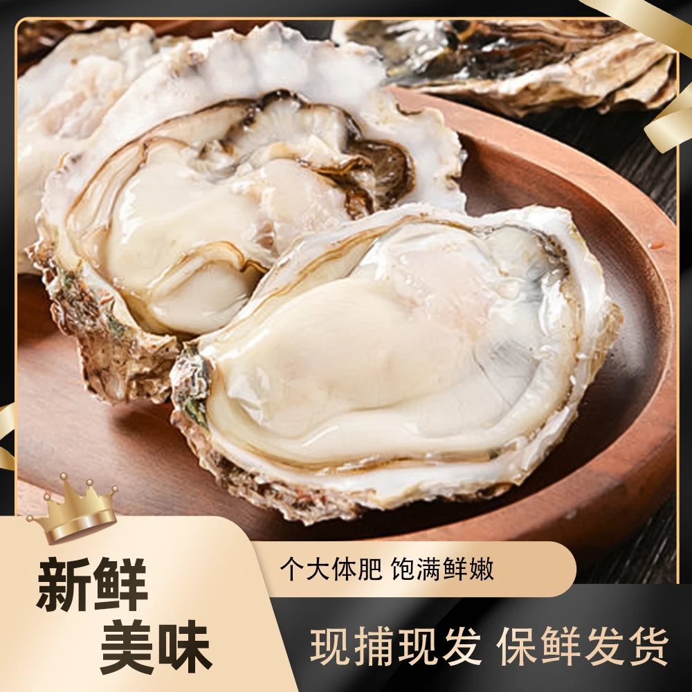 乳山牡蛎鲜活海鲜水产鲜肥中秋乳山生蚝丰收季原产地直发