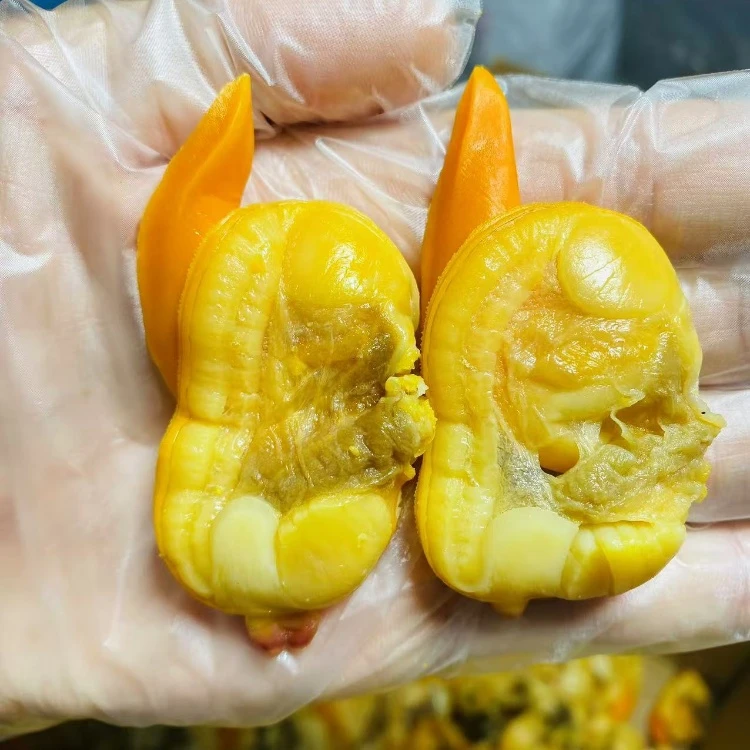 丹东东港肉质即食鲜活冷冻大文贝干真空包装干净花蛤蜊黄蚬子肉干