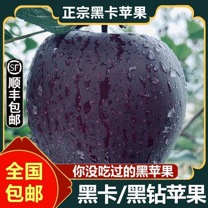 【顺丰包邮】云南昭通黑卡苹果黑钻黑色纯甜苹果新鲜当季现摘现发