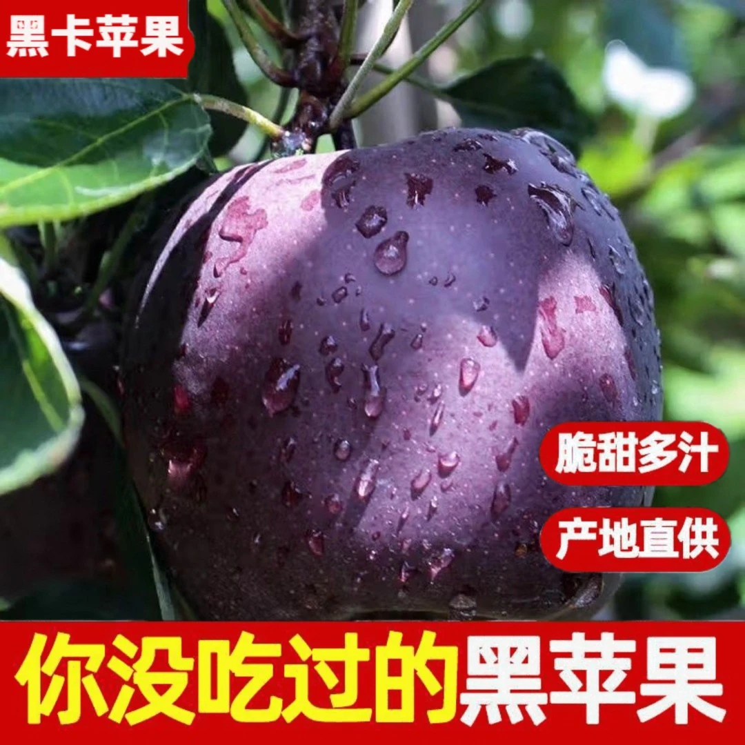 【顺丰包邮】云南昭通黑卡苹果黑钻黑色纯甜苹果新鲜当季现摘现发