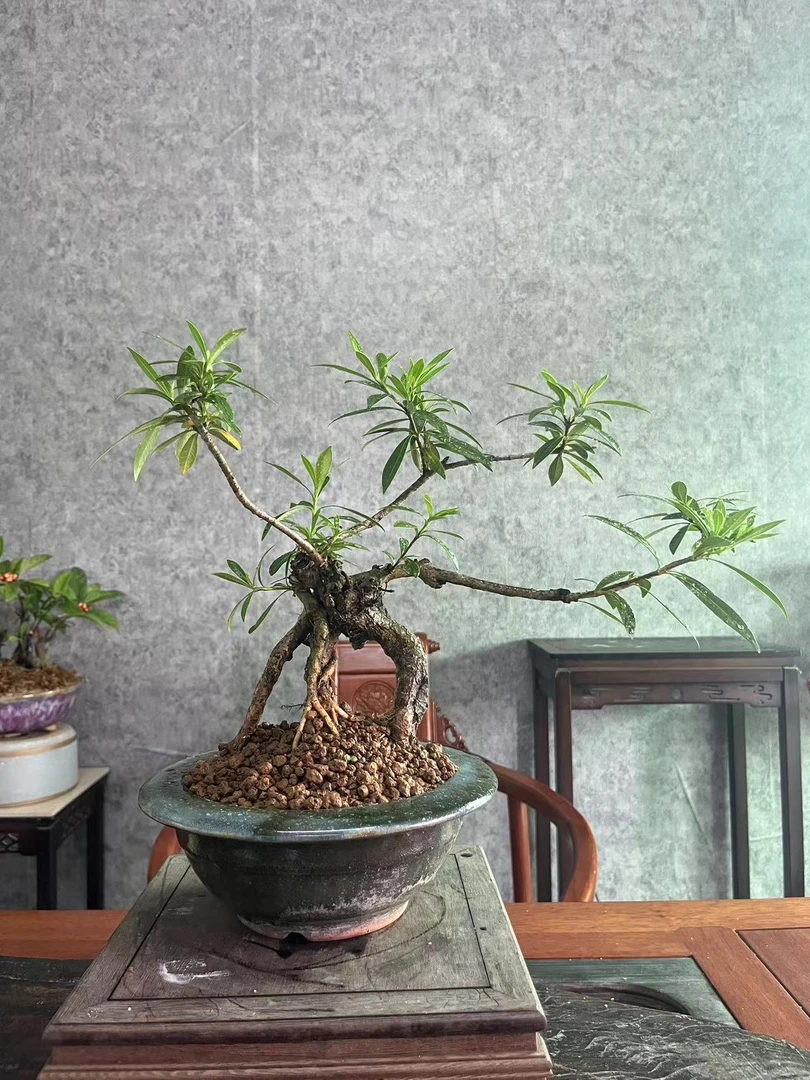 志趣园艺盆景 精美盆景 茶台小品