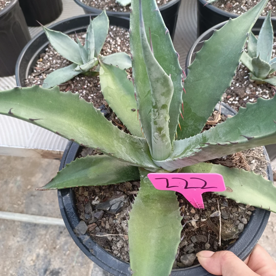 龙舌兰超叶龙籽播