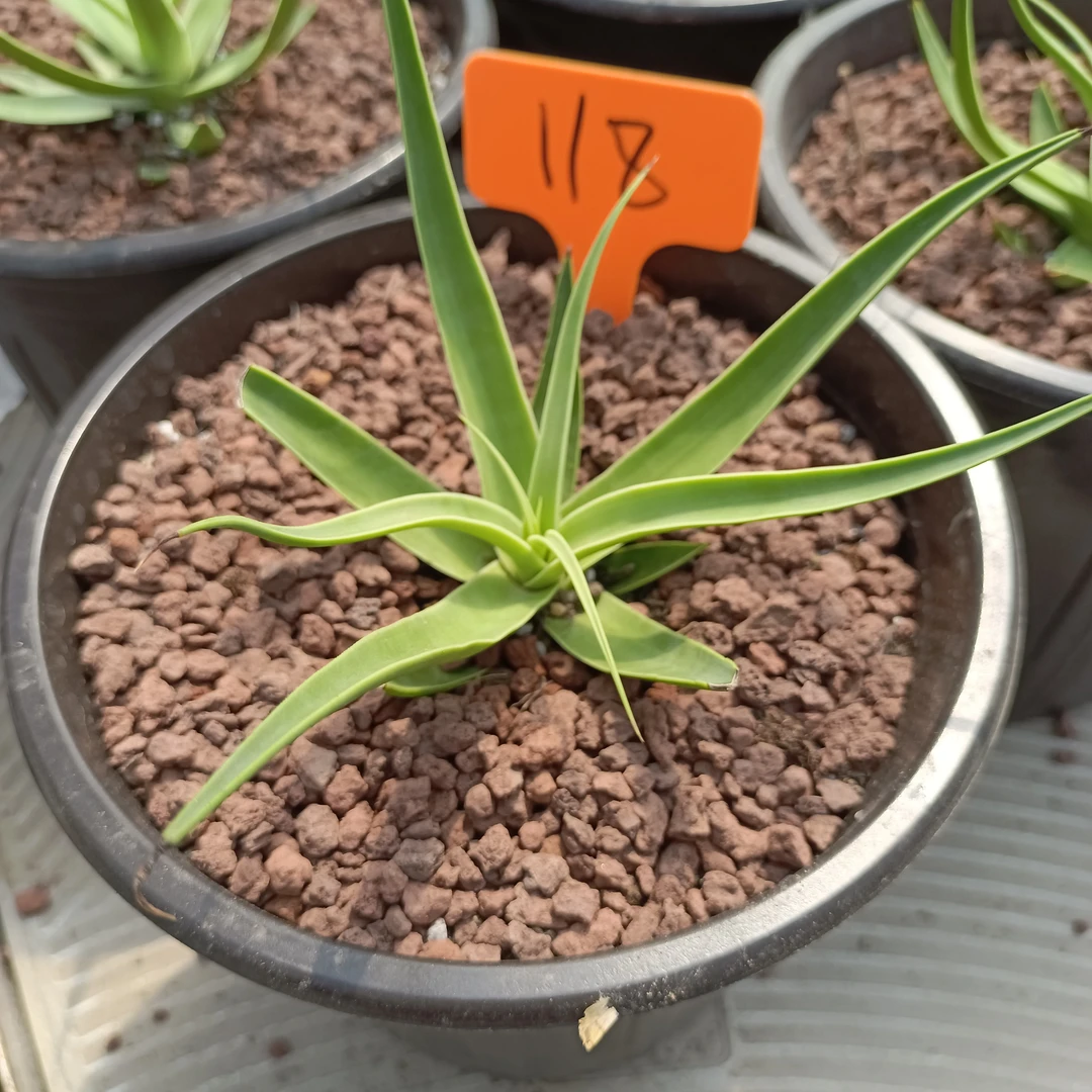 龙舌兰章鱼籽播实生